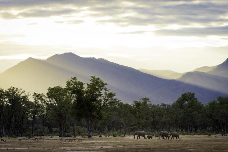 Elephants in afternoon light at Mana Pools