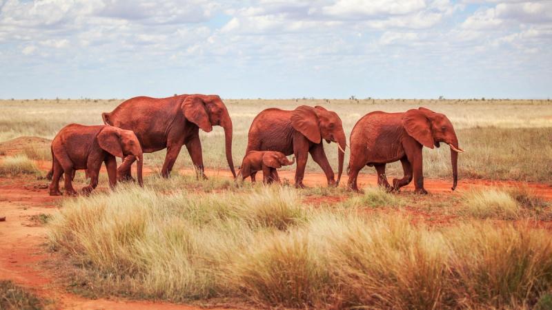 Rote Elefanten im Tsavo Nationalpark in Kenia