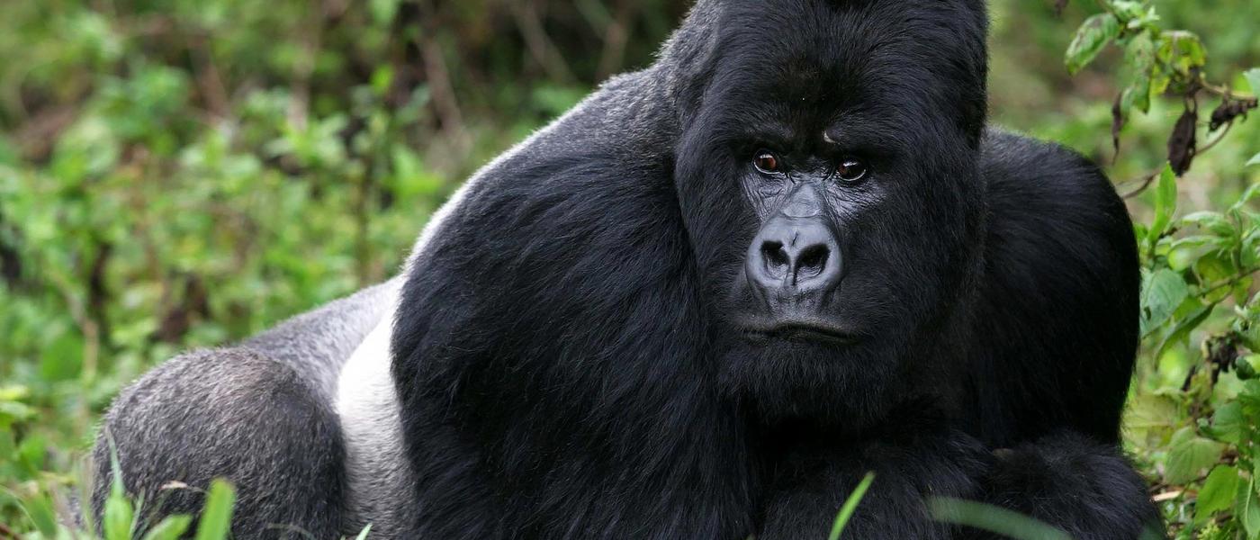 5 destinos para ver gorilas y chimpancés en Uganda
