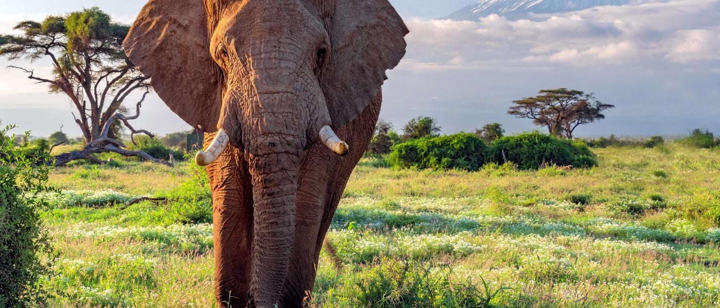 Les 12 Meilleurs Parcs Nationaux d’Afrique