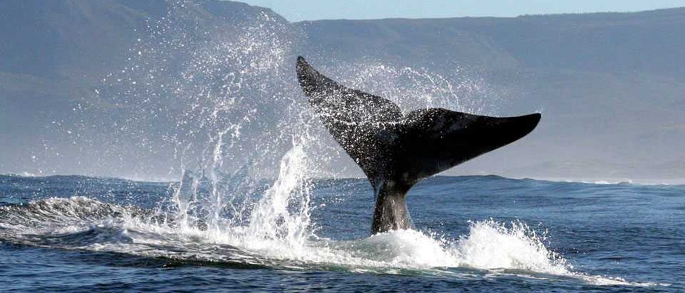"Big 5" marinhos | Conheça os cinco grandes do oceano
