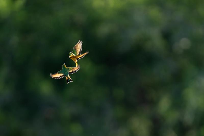 Sabi Sand é rico em diversas espécies de aves