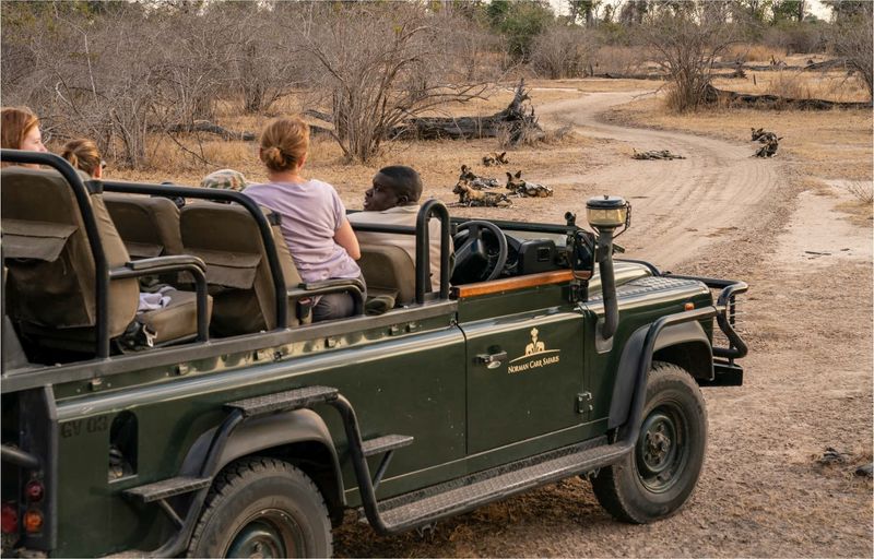 Time + Tide Nsolo Camp offers African wild dog sightings 