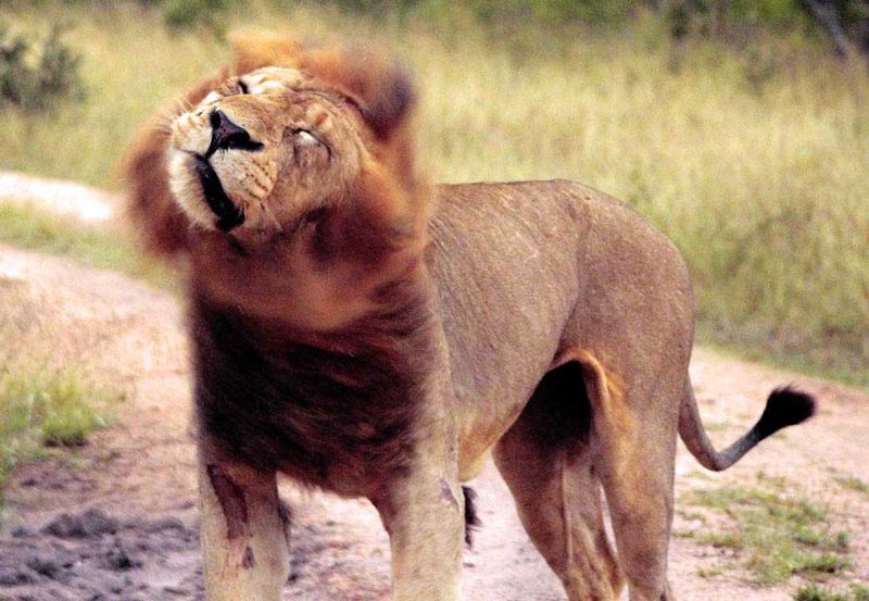 We watched this male lion roaring and patrolling his territory