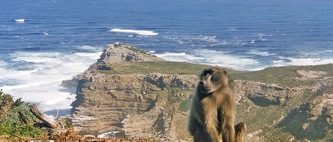 Welche wilden Tiere leben in Kapstadt?