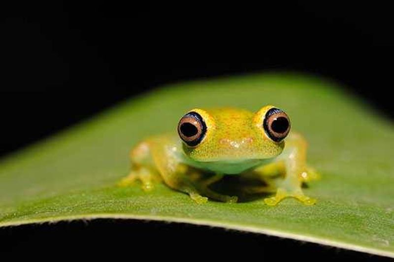 Madagascar: Blue Eyed Tree frog