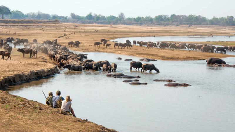 Buffalo gather at a shrinking riverbed while safari-goers watch from the bank, a classic dry season scene that defines Africa’s safari seasons.