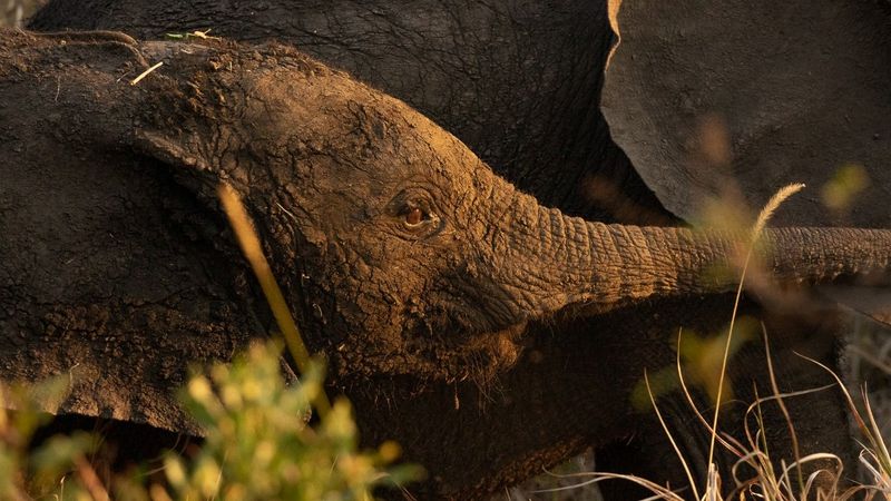 Young elephant calf coated in mud