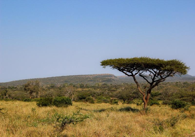 Views of the landscapes in Mkhuze Game Reserve