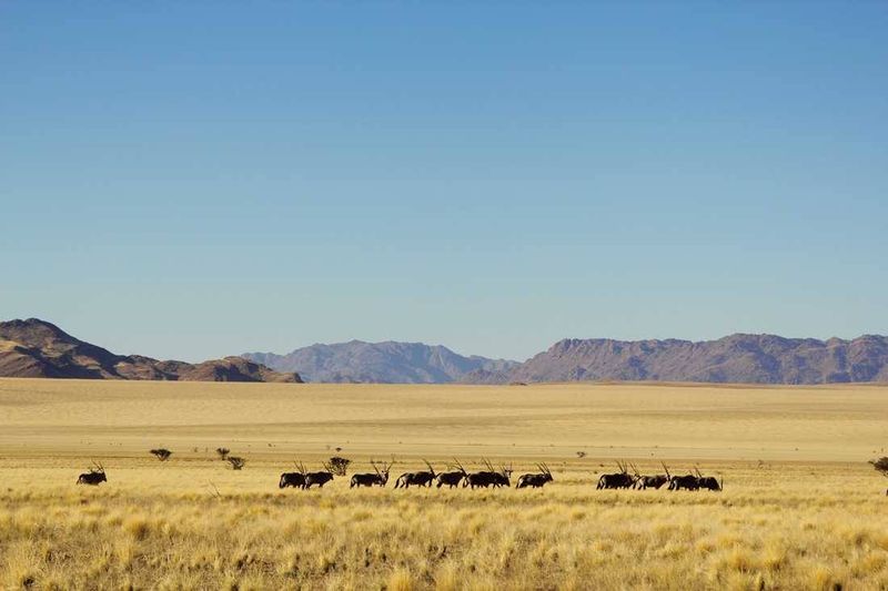 Gemsbok in Namibia