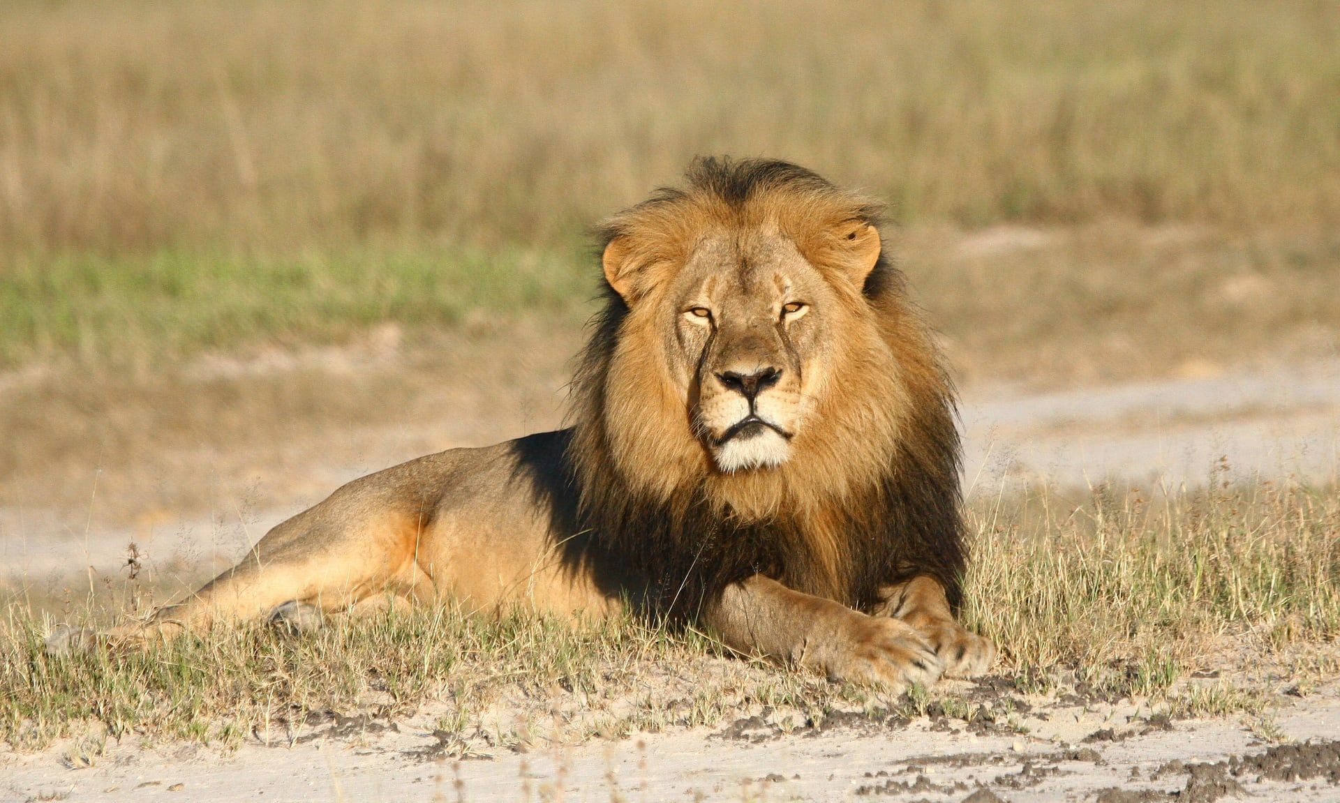 Two Months After Cecil the Lion's Death - What Has Changed?