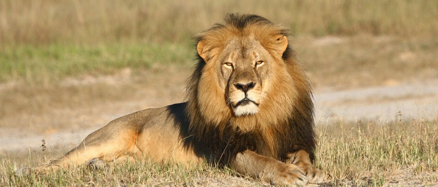 Two Months After Cecil the Lion's Death - What Has Changed?