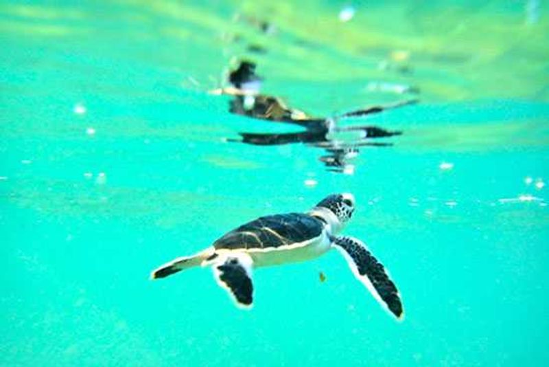 Madagascar: Turtle