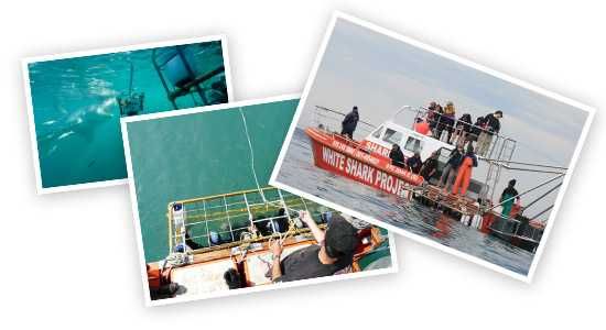 White Sharks Project - Great white sharks