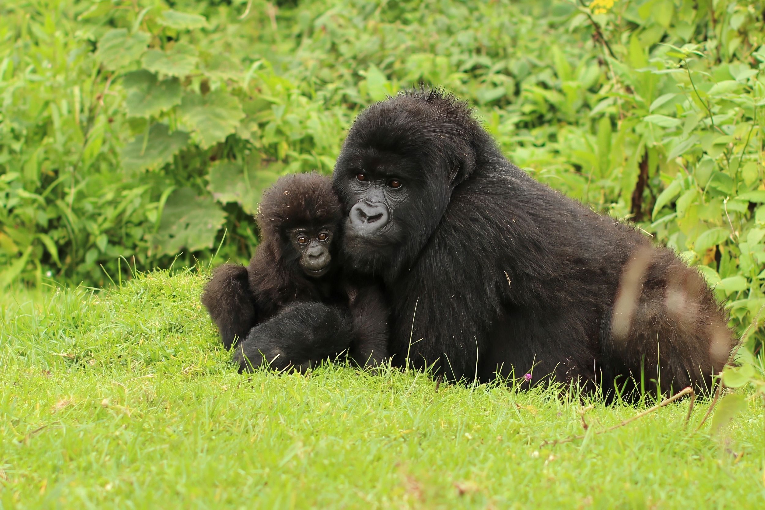 Mud, Monkeys and Thousand-Watt Smiles