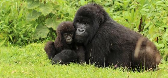 Boue, Primates et Sourires Éblouissants