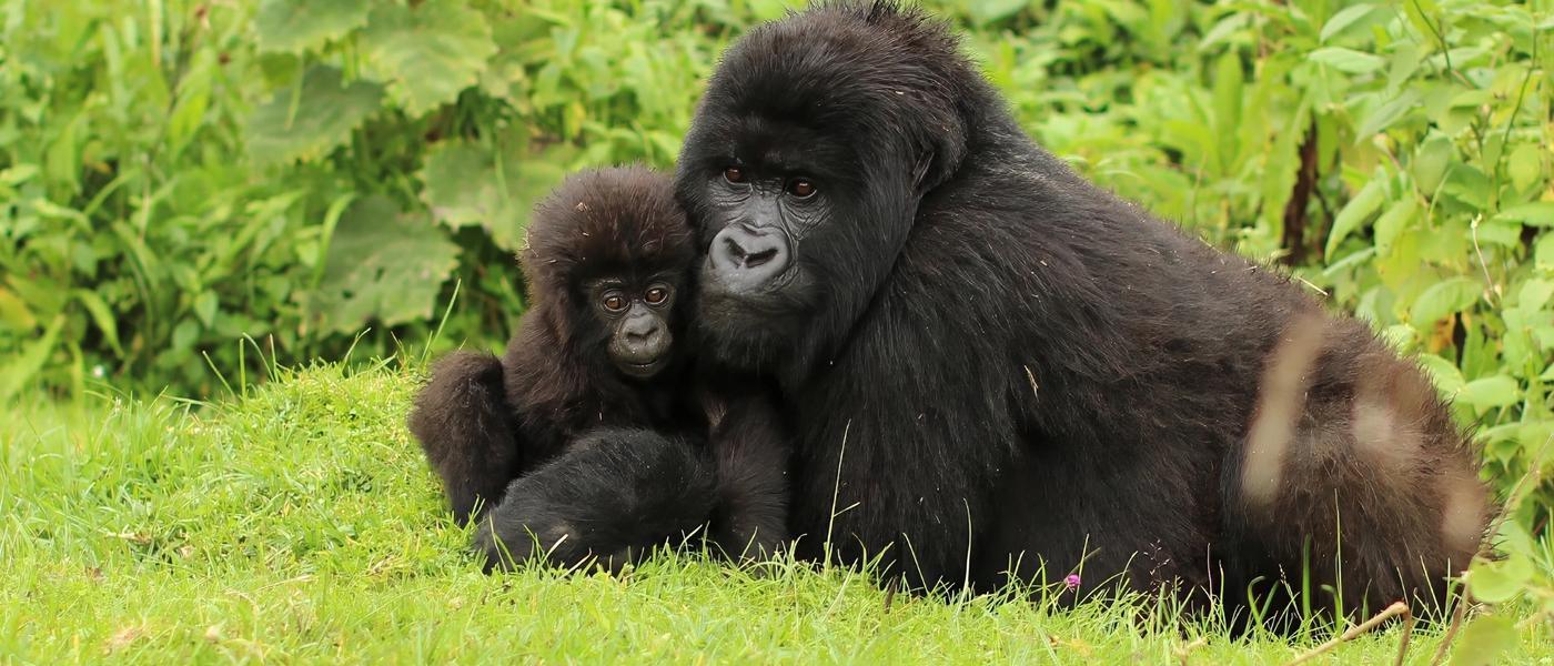 Mud, Monkeys and Thousand-Watt Smiles