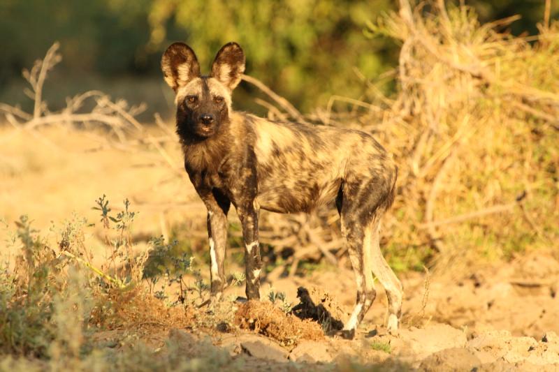 Approchez-vous d'une des espèces les plus insaisissables d'Afrique