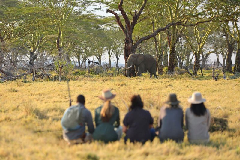A walking safari is a great way to experience Africa
