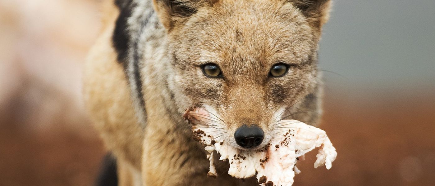 Wildlife Portraits Winner | APOTY