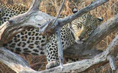 Lions & Leopards at Londolozi
