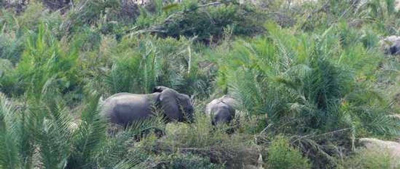 Ellies make their way through the thick bush