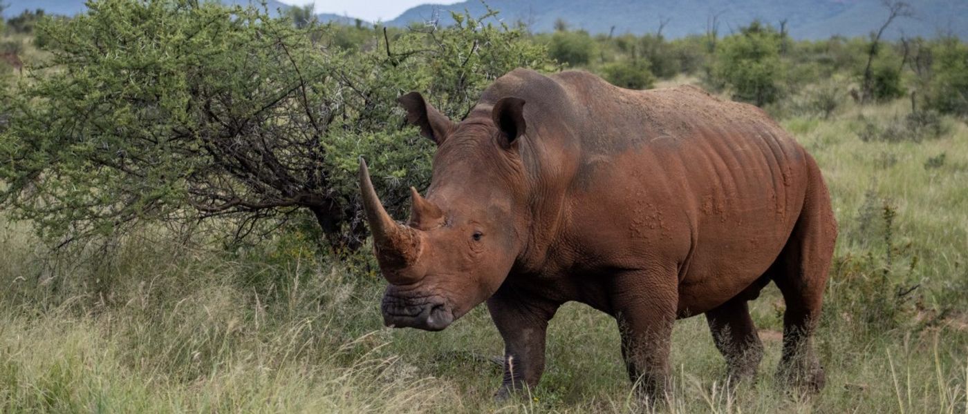 Let the animals come to you at Motswiri Private Safari Lodge