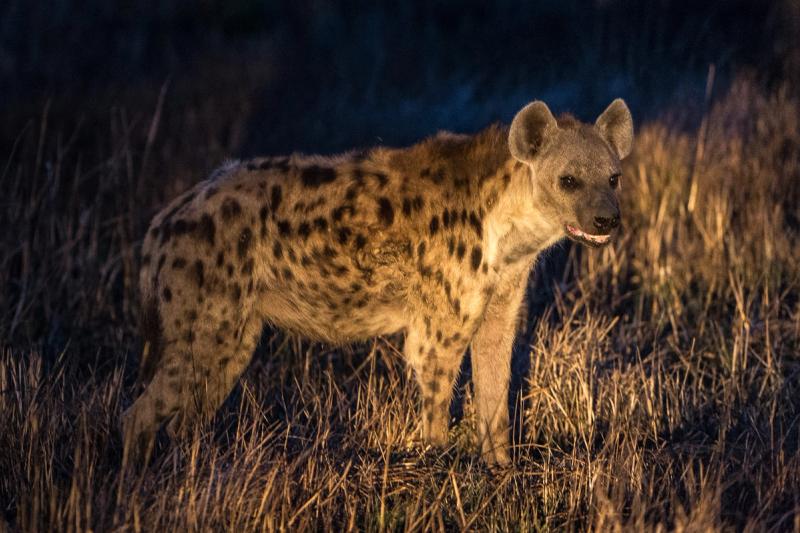 Eine Hyäne im nächtlichen Kafue Nationalpark