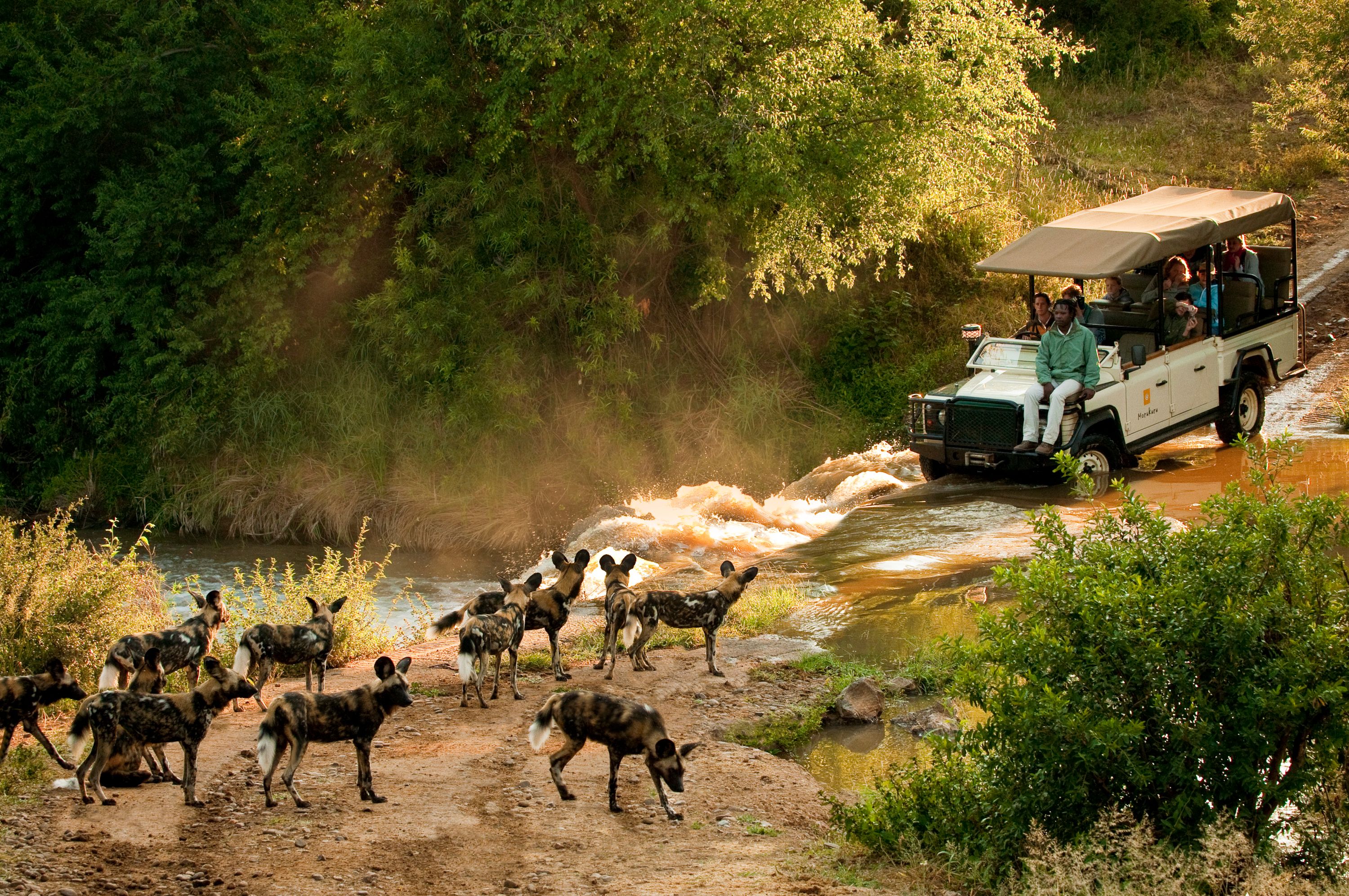 20 Years of Epic Family Safaris in Africa