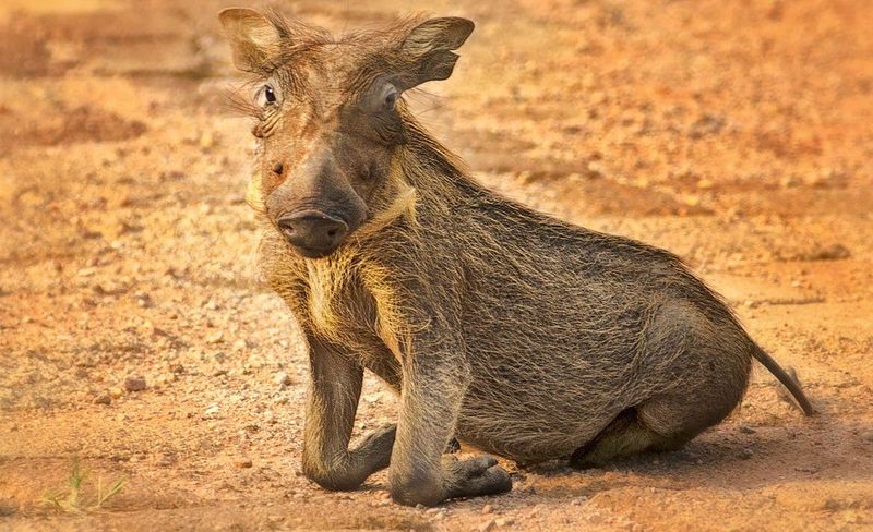 Warthogkneeling on the ground