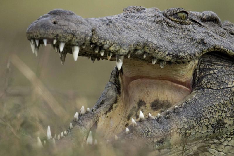 crocodile mouth agape botswana