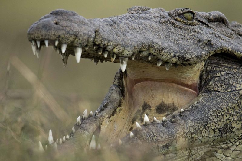 crocodile mouth agape botswana