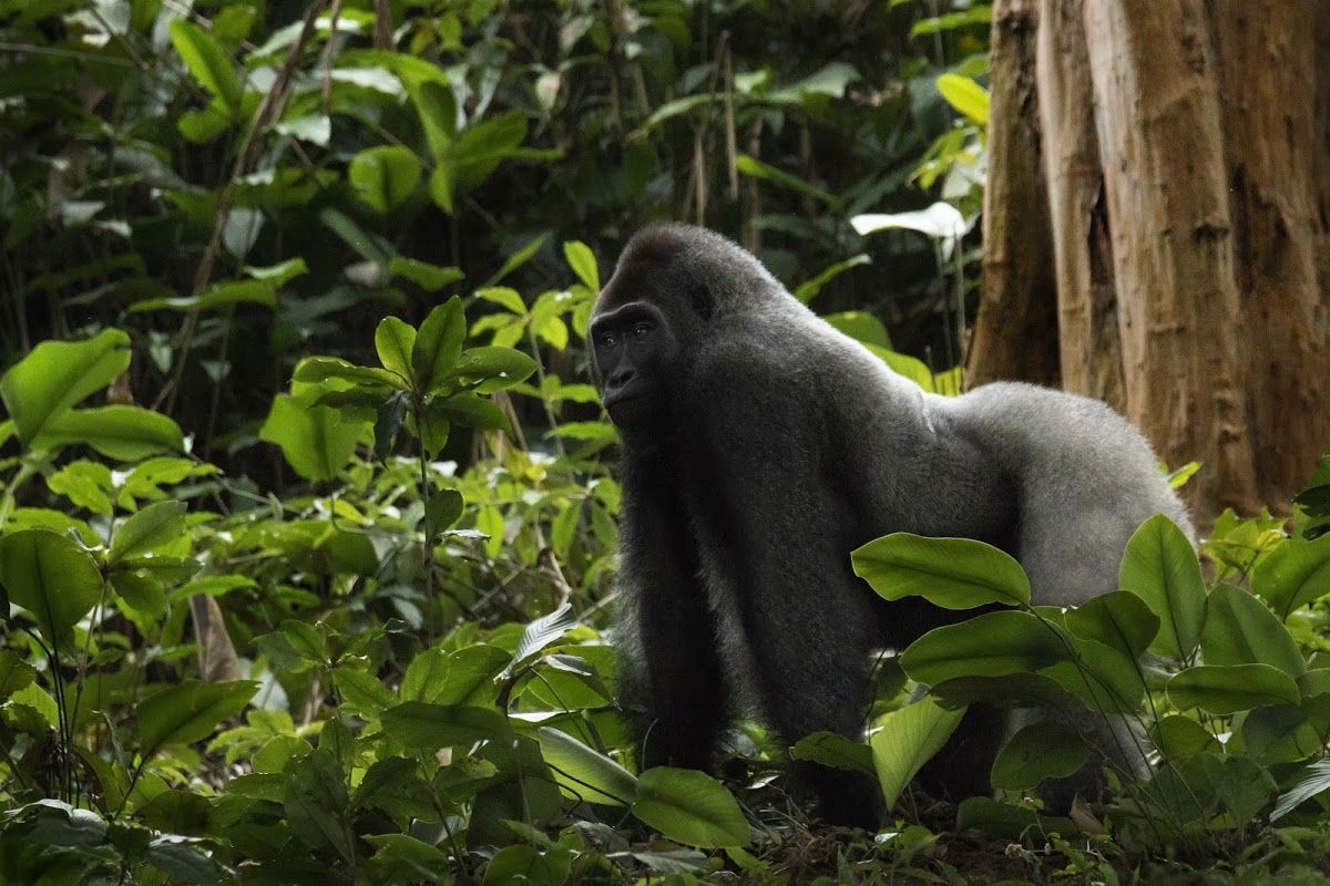 7 Gründe, warum Sie in den Kongo reisen sollten