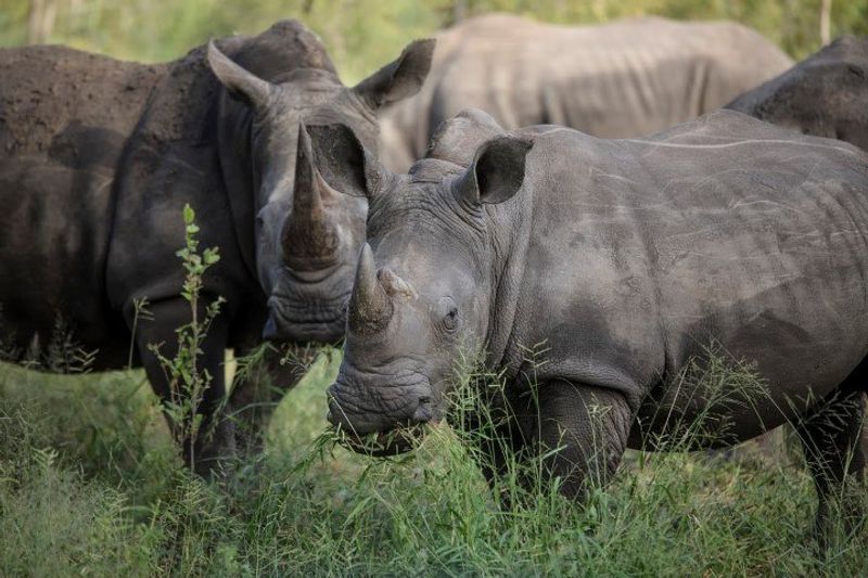 Breitmaulnashörner im Krüger Nationalpark - mit der Rhino-Renaissance soll ihre Population wieder steigen