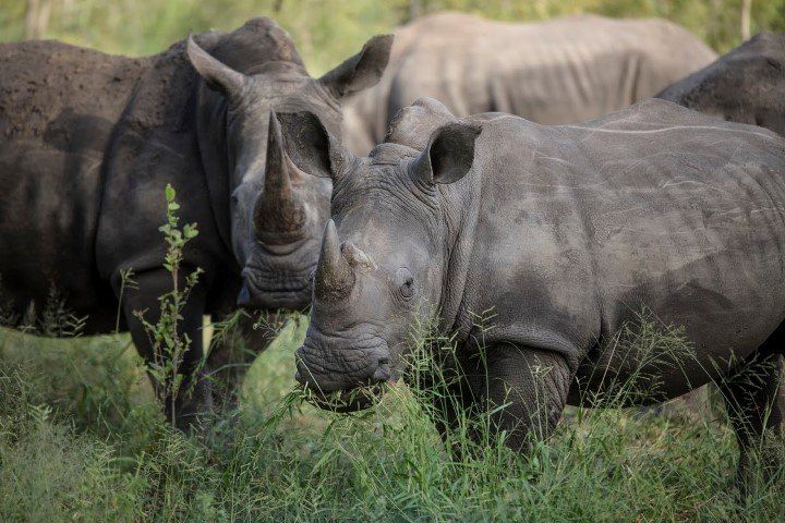 Breitmaulnashörner im Krüger Nationalpark - mit der Rhino-Renaissance soll ihre Population wieder steigen
