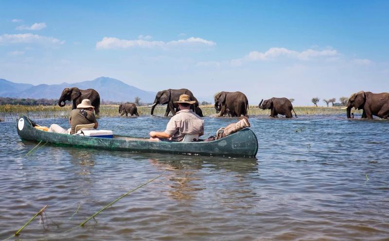 A couple canoes past elephants on the Zambezi River on a safari in Zimbabwe
