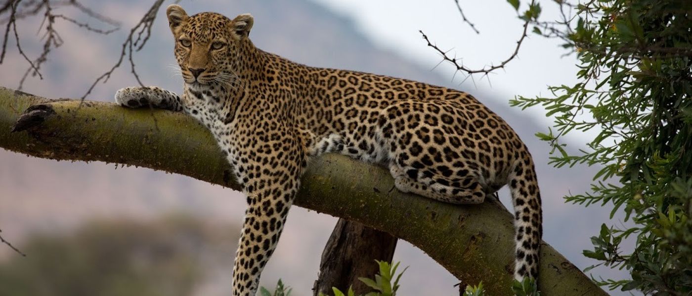 Follow in the Queen’s Footsteps Through Africa