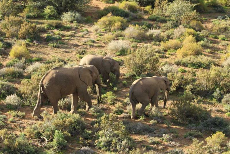 We tracked this herd of elephant on foot