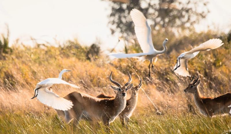 A flock of white birds lifts around a small herd of antelope as sunlight scatters through the grass, capturing a manifesto moment of wild movement.