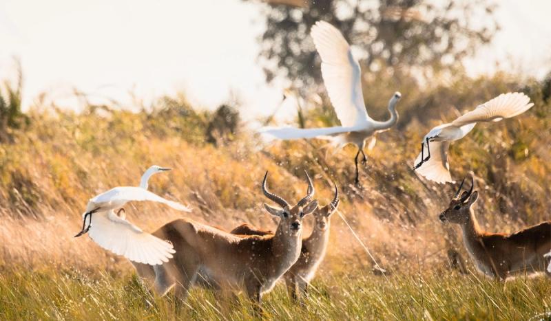 A flock of white birds lifts around a small herd of antelope as sunlight scatters through the grass, capturing a manifesto moment of wild movement.