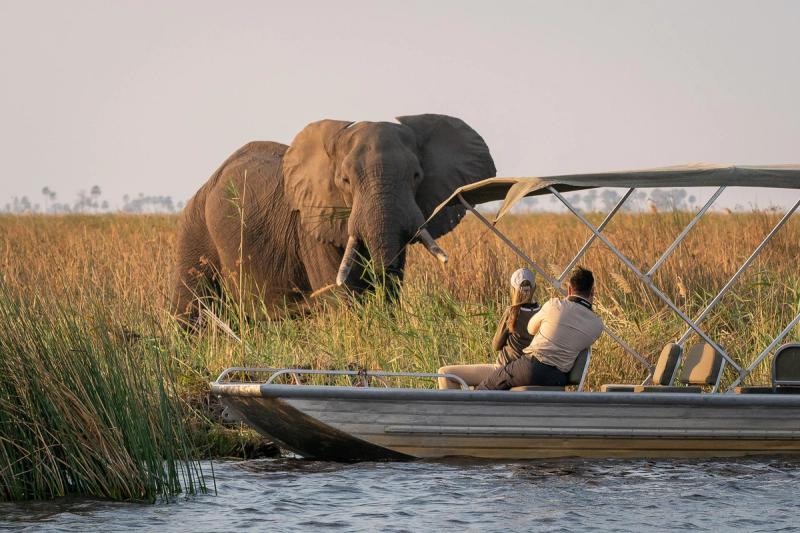 A massive elephant emerges from the golden grasslands, standing just metres from a safari boat, showcasing the unforgettable encounters possible during the best time to visit Botswana for a safari.