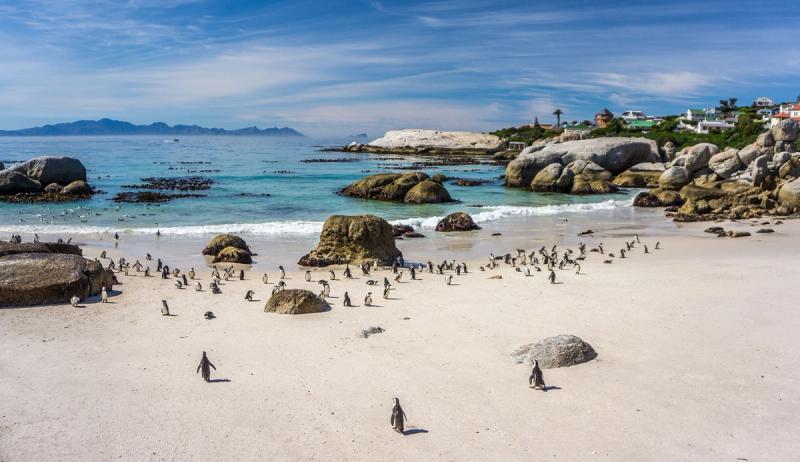 Urlaub in Kapstadt: Pinguine am Strand Boulders Beach bei Simons Town