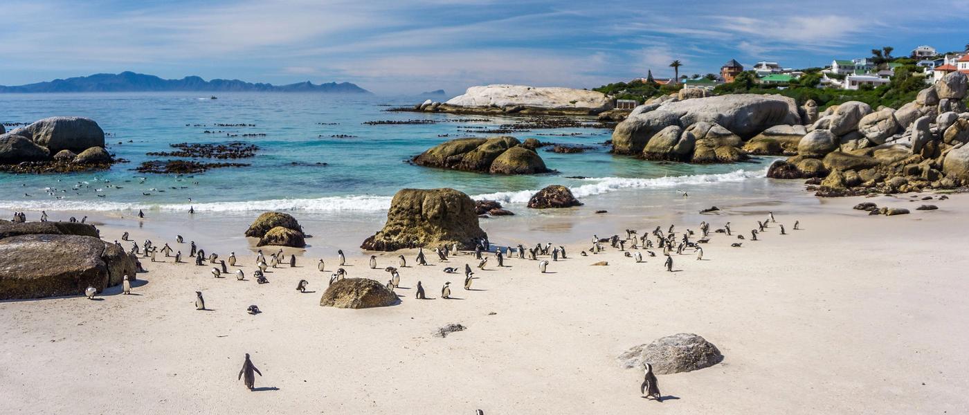 Visit Cape Town’s Penguins at Boulders Beach
