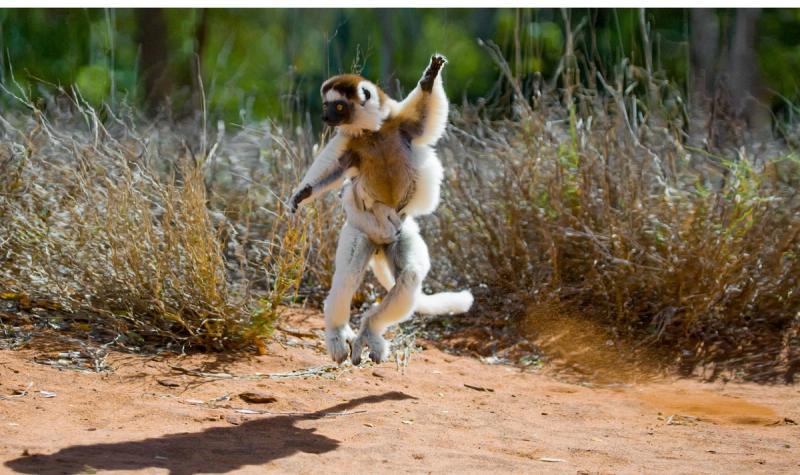 A lemur appears to be mid-leap or “dancing” across reddish earth with dry grass in the background