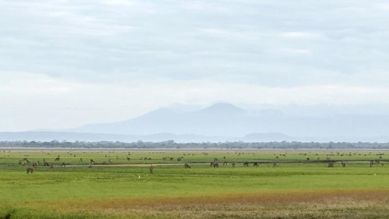 A wide view of the floodplains on a Gorongosa safari, dotted with hundreds of waterbuck beneath the hazy outline of Mount Gorongosa.