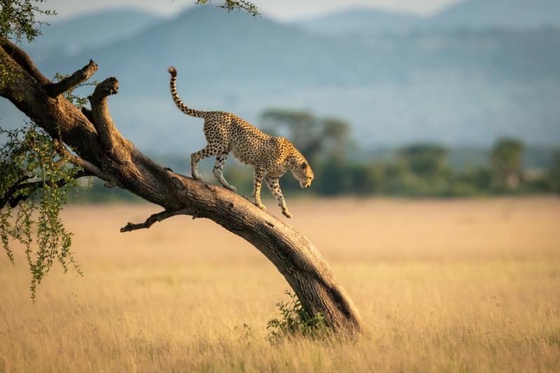 A cheetah, one of the fastest African animals, descends a slanted tree against a backdrop of golden plains in the Serengeti