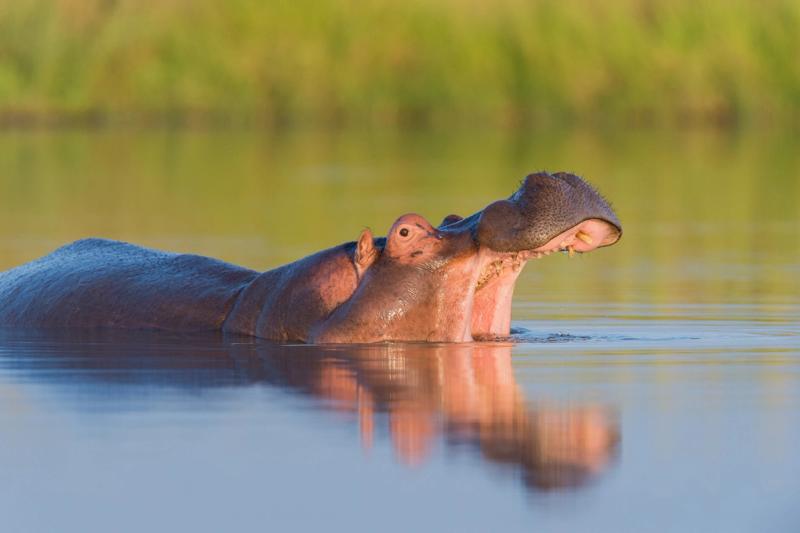 Ein Nilpferd streckt Kopf aus dem Wasser und gähnt