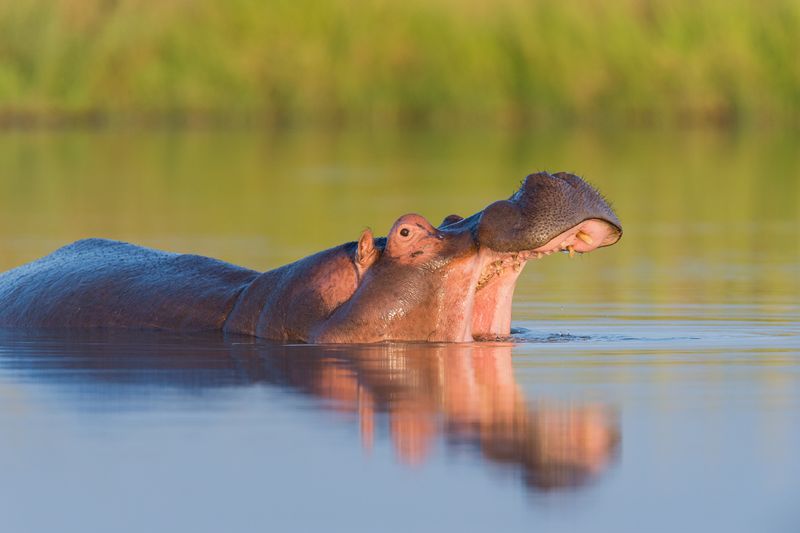 Ein Nilpferd streckt Kopf aus dem Wasser und gähnt