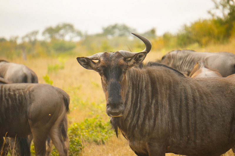 Wildebeest