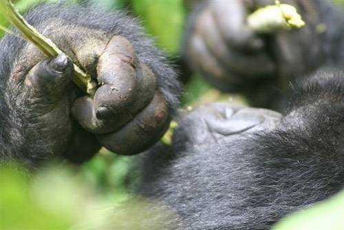 Gorillas in the Mist: PART 2